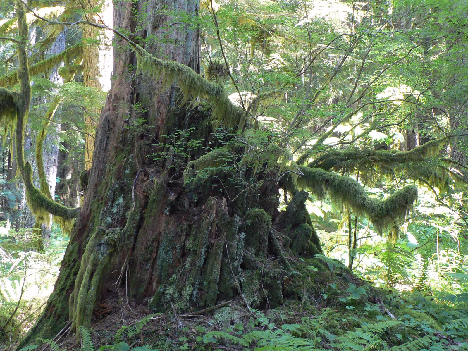 A huge moss-covered stump among conifers