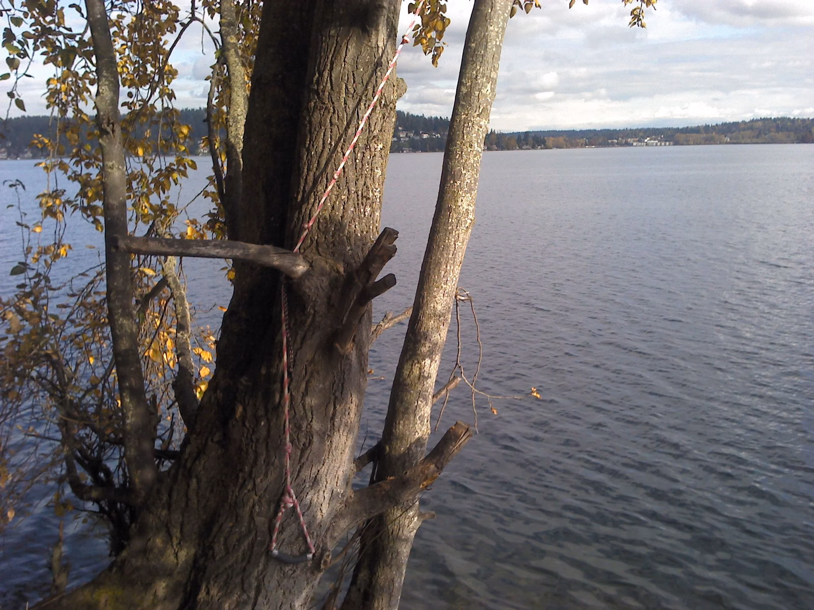Lake Washington shoreline framed by a leaning tree