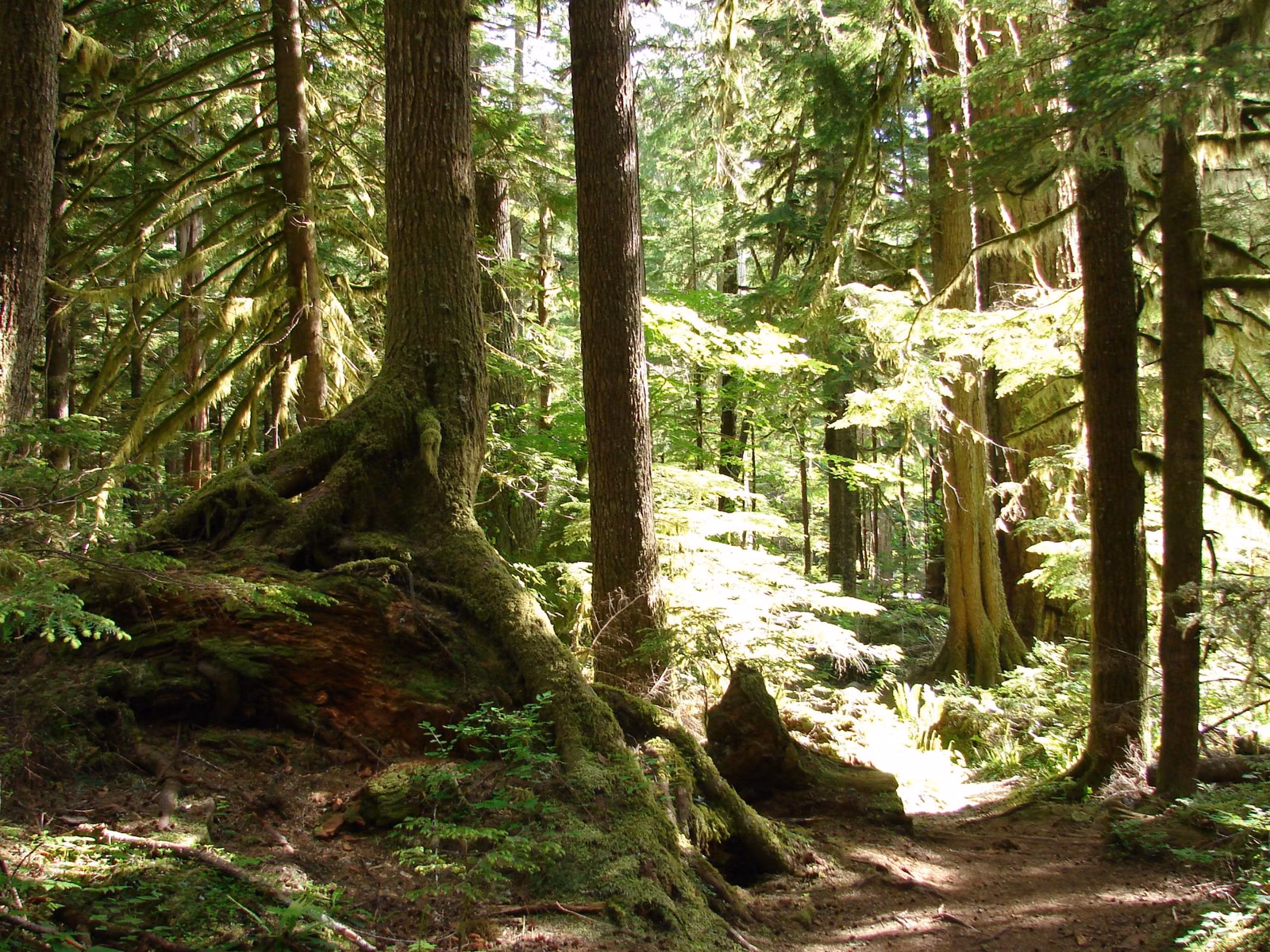 A quiet Washington forest