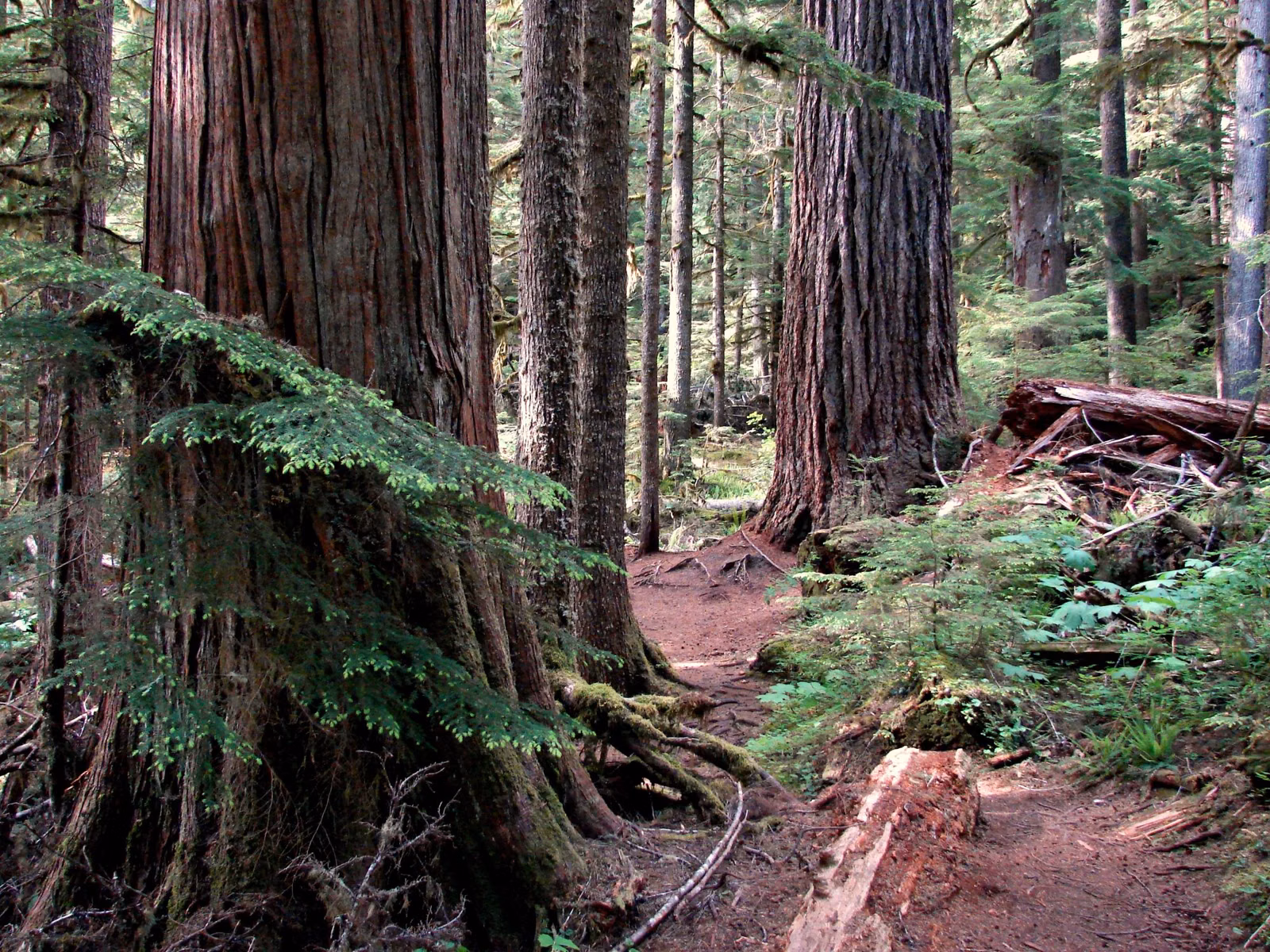 Conifer forest in Washington