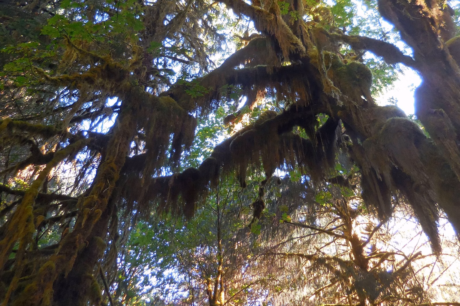 Moss-covered trees in a Pacific Northwest forest