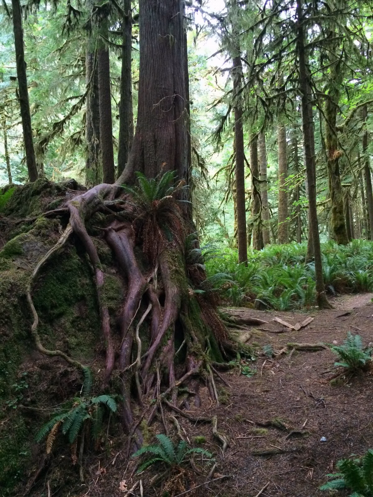 Tree roots and ferns beside a forest trail