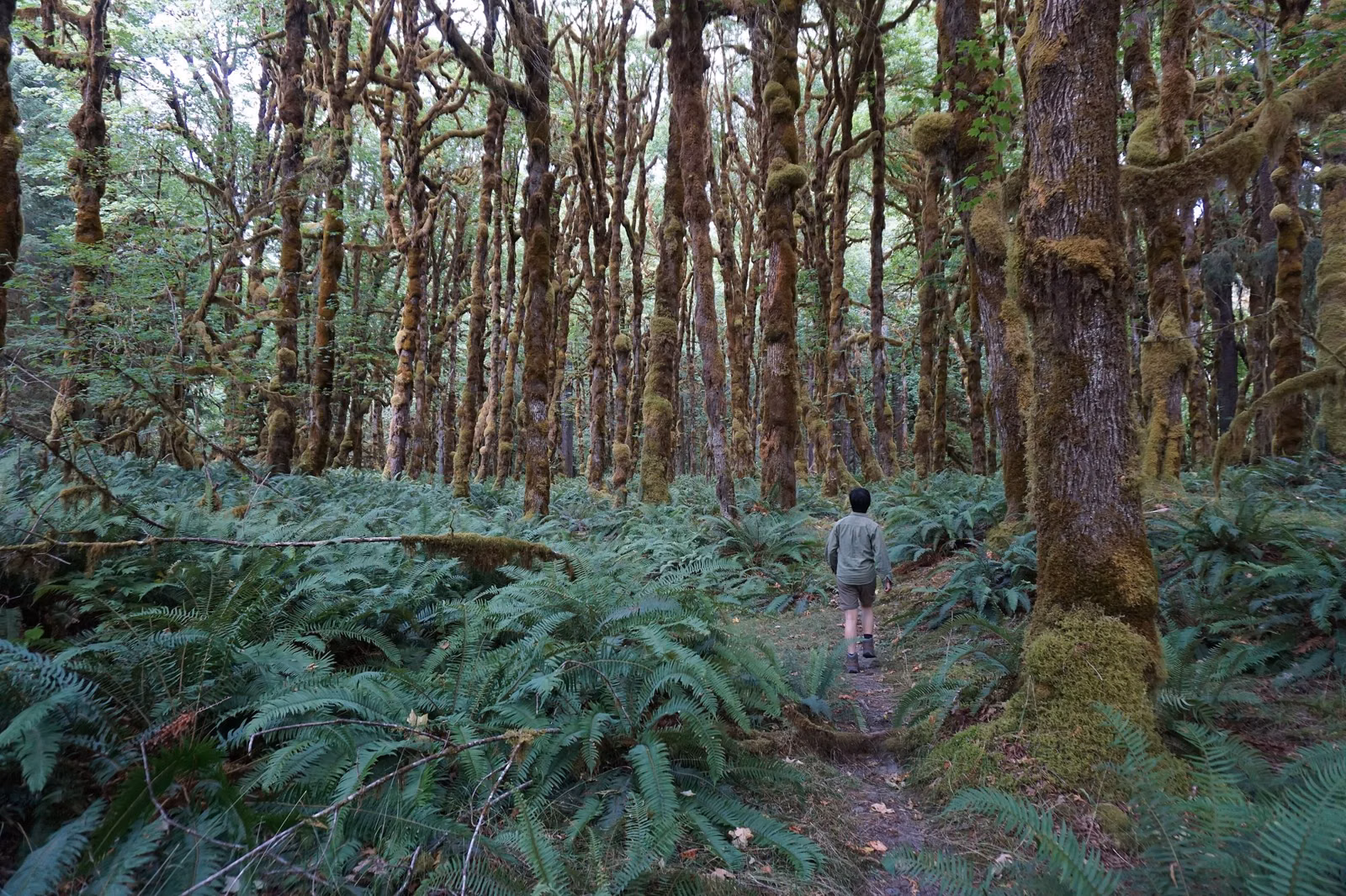 A hiker on a forest trail through big Pacific Northwest trees