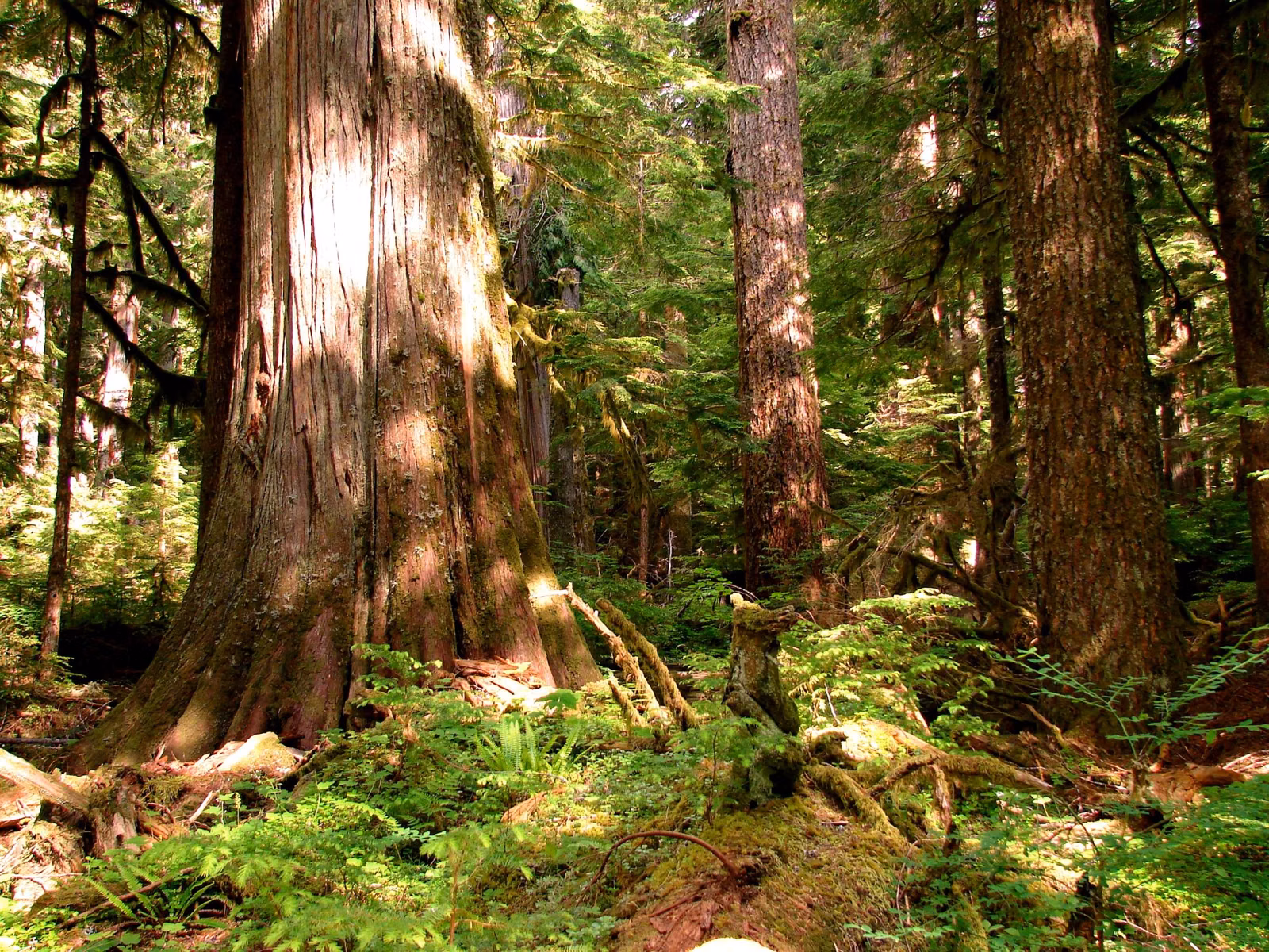 Tall conifers in a Washington forest