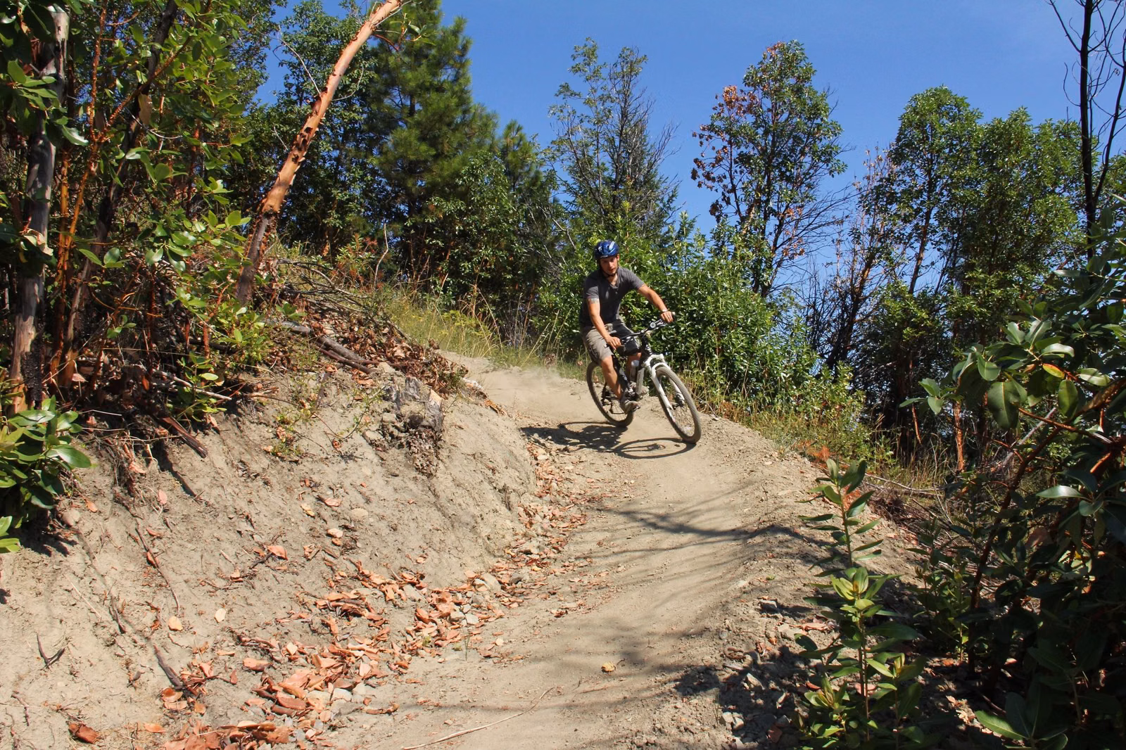 A mountain biker riding dirt singletrack under madrone trees