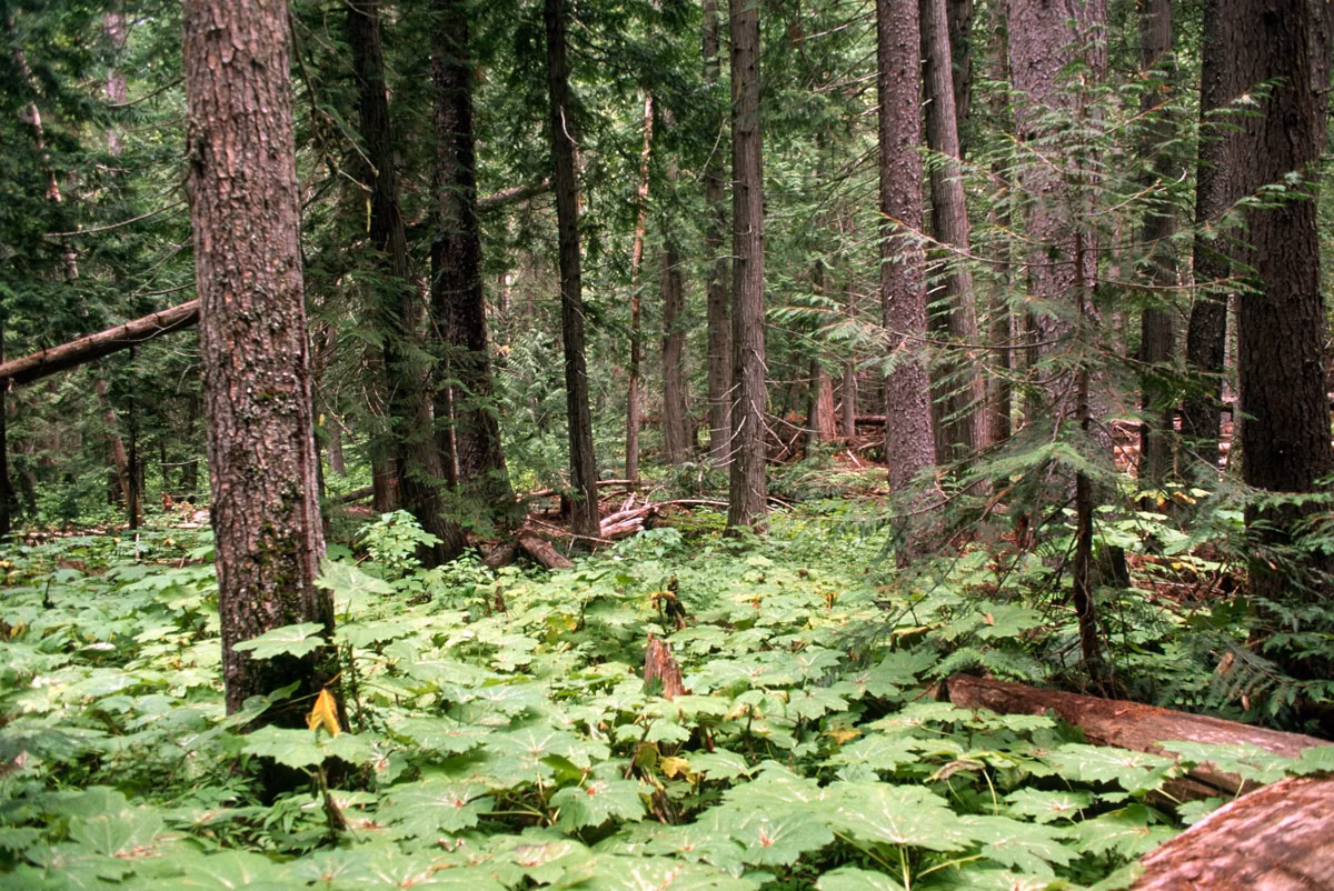 Western red cedar and devil's club in a forest understory