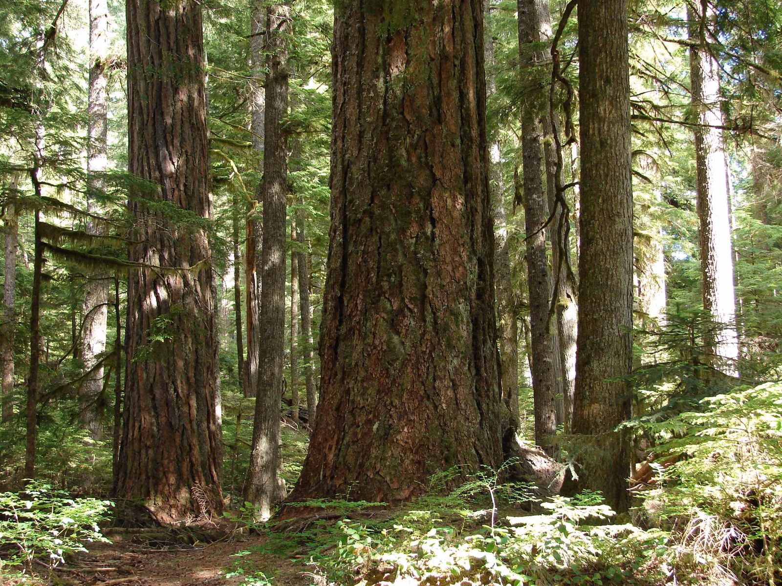 Sunlit forest in Washington