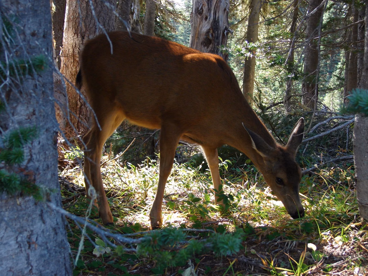 A deer feeding in a forest beside a trail