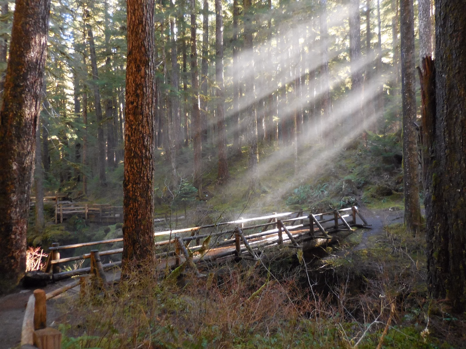 A wooden footbridge on a forest trail