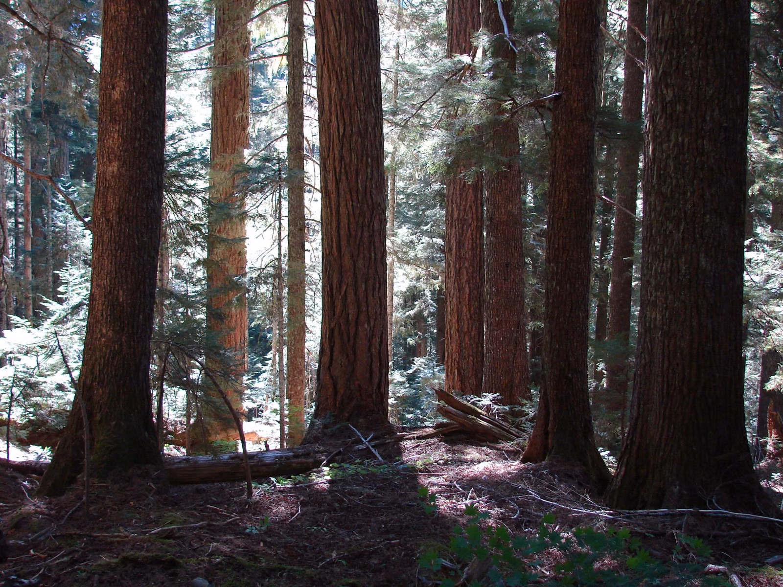 Forest trees in Washington