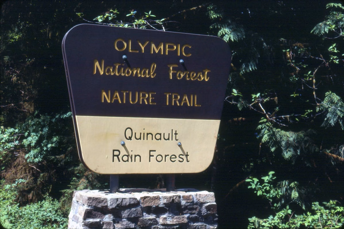 A carved nature trail sign at a forest trailhead