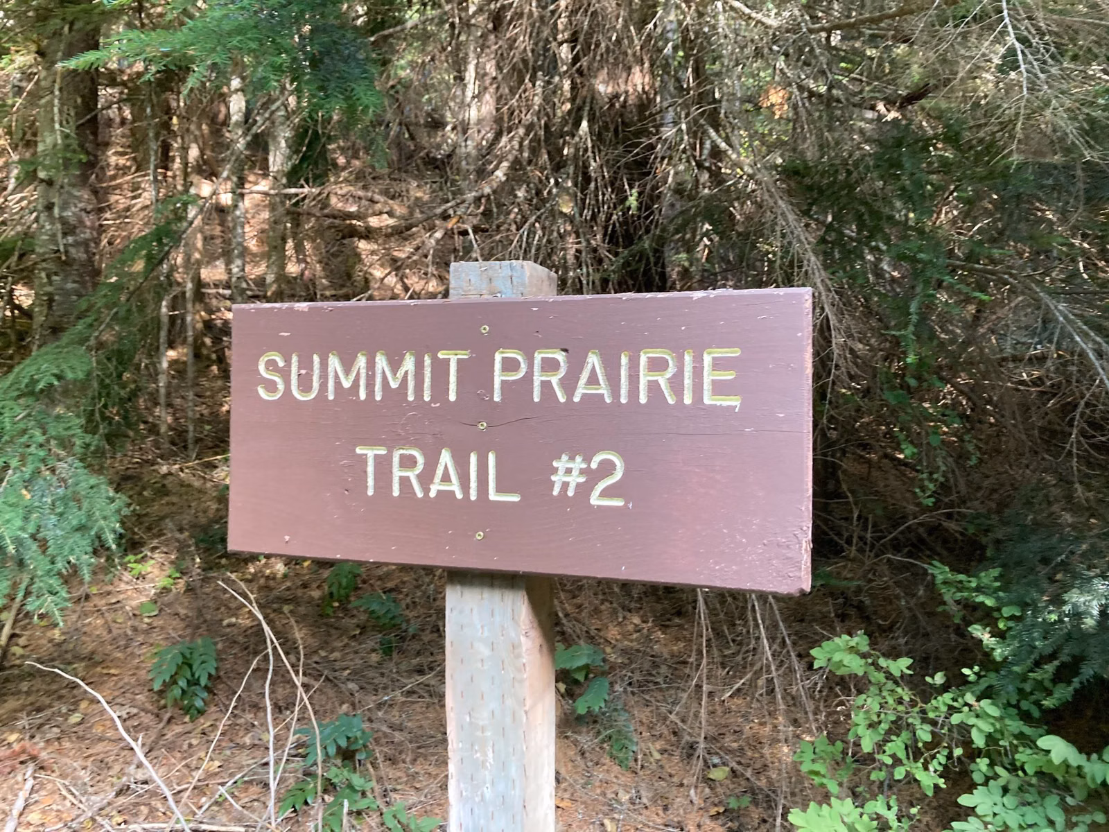 A wooden trail sign in a Washington forest